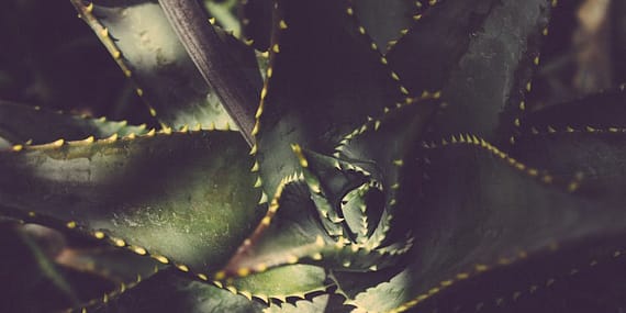 Aloe Vera: Antik Mısırlıların “Ölümsüzlük Bitkisi” Dediği Mucize